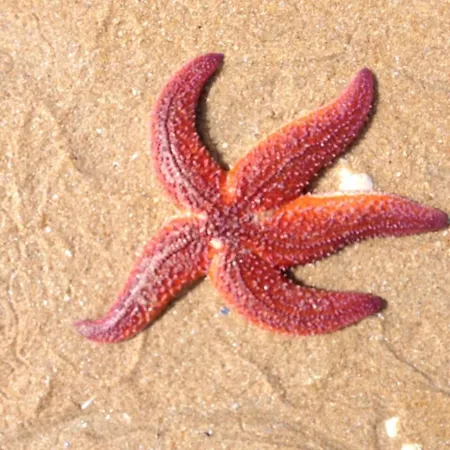 Cit'hotel Atlantis 2* 로양