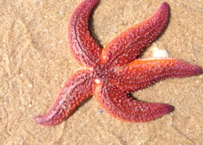 Cit'hotel Atlantis 2* Ρουαγιάν